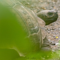 Tortue des Galapagos