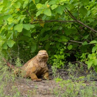 Iguane terrestre