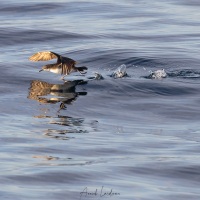 Puffin des Galapagos