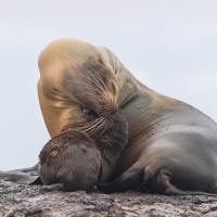 Otarie à fourrure: instant de tendresse