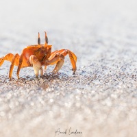 Crabe fantôme des Galapagos