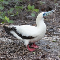 Hybride fou masqueé et fou à pieds rouges