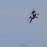 Pélican brun en plongée