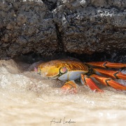Crabe de rocher sous la vague