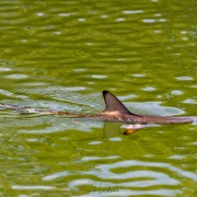 Requin