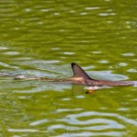 Requin