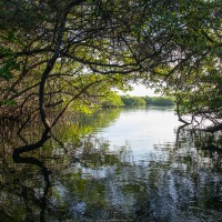 Mangrove