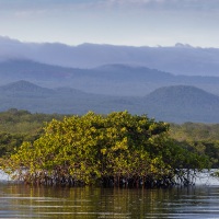 Paysage de mangrove