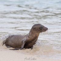 Otarie à fourrure: bébé sortant de la mer