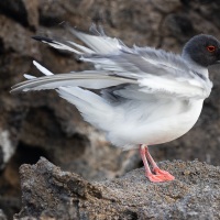 Mouette à queue fourchue