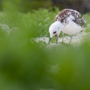 Mouette à queue fourchue juvénile