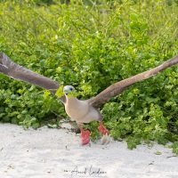 Fou à pieds rouges