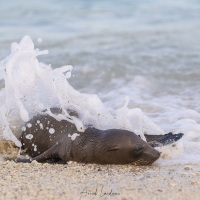 Otarie à fourrure: bébé malmené par les vagues