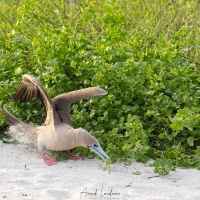 Fou à pieds rouges