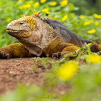 Iguane terrestre