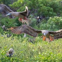 Fou à pieds rouges