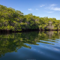 Mangrove