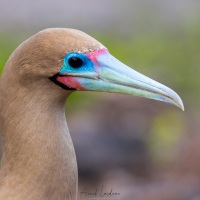 Fou à pieds rouges: portrait