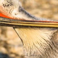 Pelican frisé sur le lac Kerkini