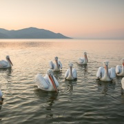 Pelican frisé sur le lac Kerkini