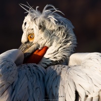 Pelican frisé sur le lac Kerkini