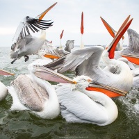 Pelican frisé sur le lac Kerkini