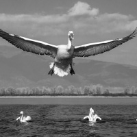 Pelican frisé sur le lac Kerkini