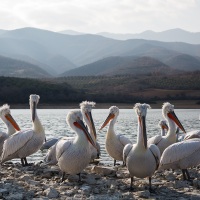 Pelican frisé sur le lac Kerkini