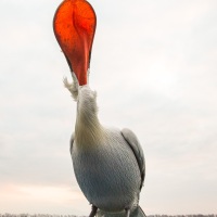 Pelican frisé sur le lac Kerkini