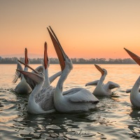 Pelican frisé sur le lac Kerkini