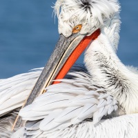 Pelican frisé sur le lac Kerkini