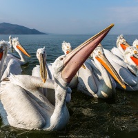 Pelican frisé sur le lac Kerkini