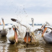 Pelican frisé sur le lac Kerkini