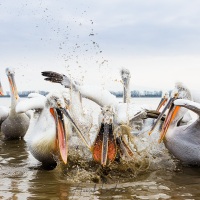 Pelican frisé sur le lac Kerkini