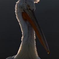 Pelican frisé sur le lac Kerkini