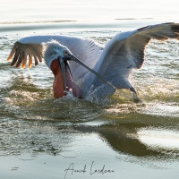 Pelican frisé sur le lac Kerkini