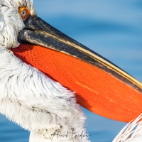 Pelican frisé sur le lac Kerkini