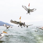 Pelican frisé sur le lac Kerkini
