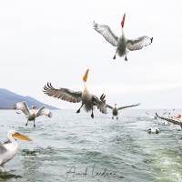 Pelican frisé sur le lac Kerkini