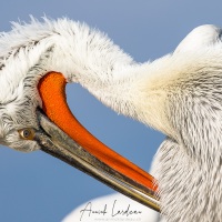 Pelican frisé sur le lac Kerkini