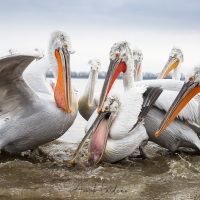 Pelican frisé sur le lac Kerkini