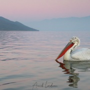Pelican frisé sur le lac Kerkini