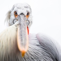 Pelican frisé sur le lac Kerkini