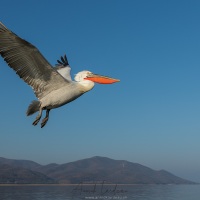 Pelican frisé sur le lac Kerkini