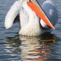 Pelican frisé sur le lac Kerkini