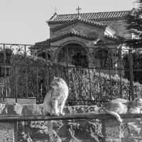 Chattes et poules sont les seuls êtres vivants de sexe féminin à être autorisés dans les monastères. Monastère de saint Stephane, Météores