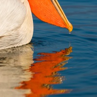 Pelican frisé sur le lac Kerkini