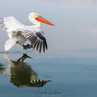 Pelican frisé sur le lac Kerkini