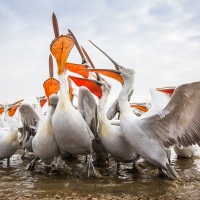 Pelican frisé sur le lac Kerkini