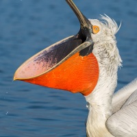 Pelican frisé sur le lac Kerkini